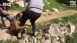 استفاده کفتارها از سگ&zwnj;وحش...