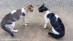 درگیری لفظی دو گربه خیابانی