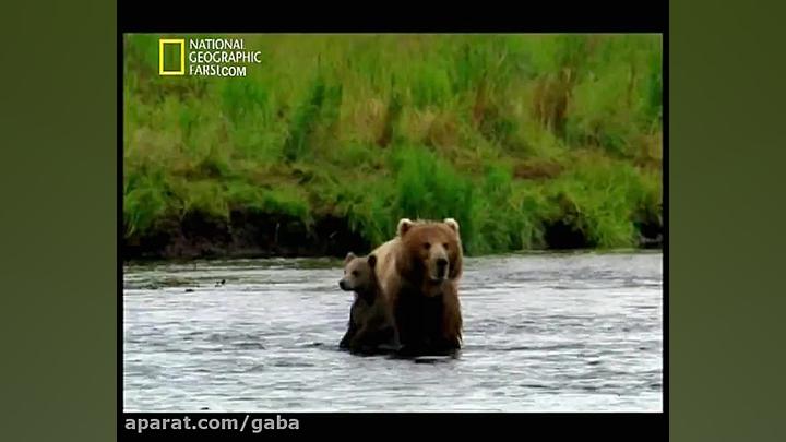 Expedition Wild: Project - مستند دوبله فارسی سفر به دنیای وحش: پروژه کودیاک زمان2816ثانیه