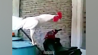 خررررررررررررروس - بابا فرهاد گل گدوت