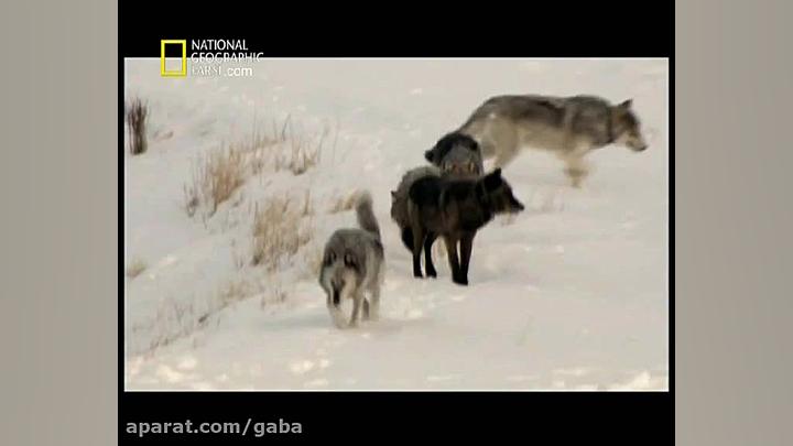Valley Of The Wolves - مستند دوبله فارسی دره گرگها زمان2814ثانیه