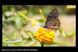 علوم پیش دبستانی واحد کار حشرا...