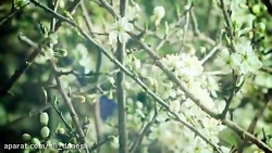 مهربانترین مهربانها