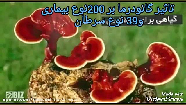 بهبود آلرژی با گانودرما 09148002795----09333782957 ترمیم زیبایی دندان
