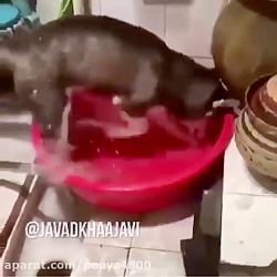 ویدیو خنده دار