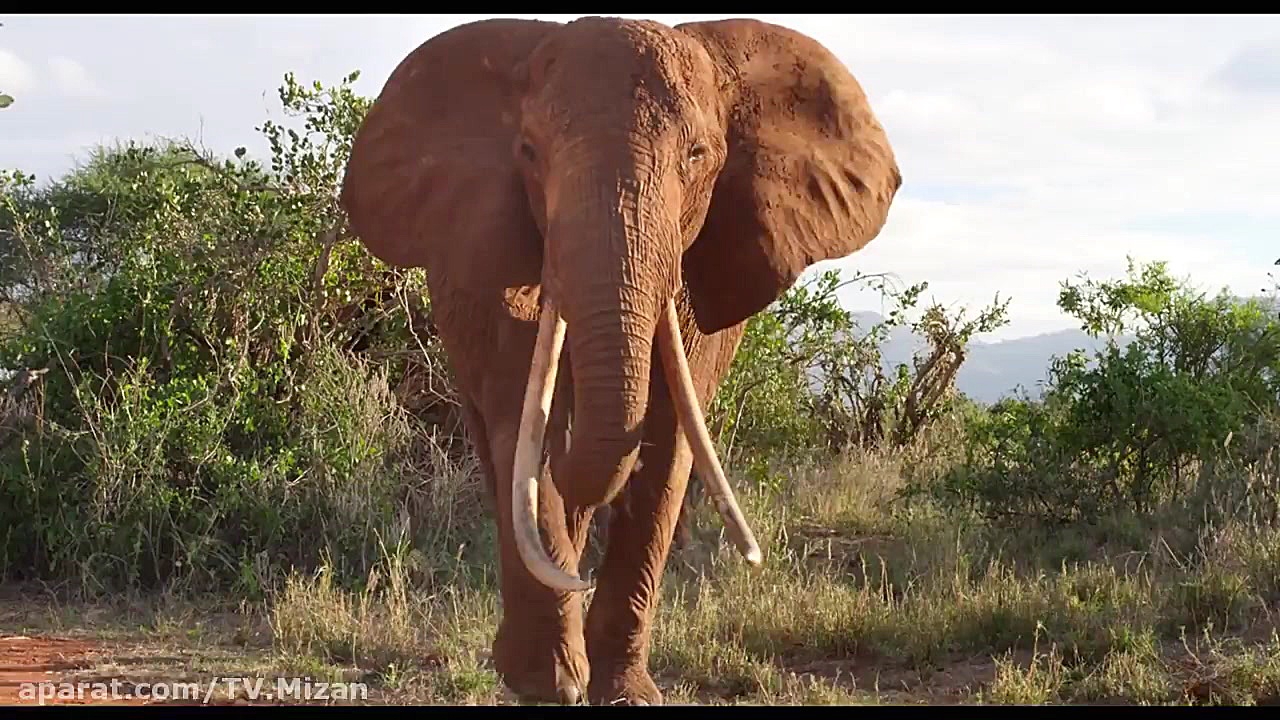 تریلر فیلم « The Elephant Queen 2019 » زمان100ثانیه