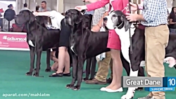 بهترین و محبوب ترین نژاد های س...