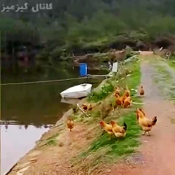 یه عمر فکر میکردیم مرغ ها نمیت...