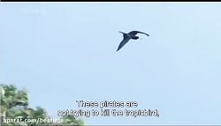 حیات وحش:داشتن چالاکی و سرعت د...