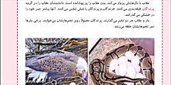 علوم سوم - فصل سیزدهم هرکدام جای خود 2 -پرندگان و پستانداران