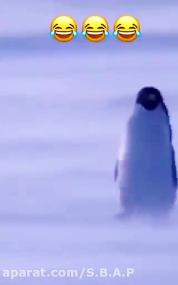 کرونا به پنگوئن ها هم سرایت کر...