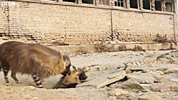شهر ارواح خانه کمیاب ترین درند...