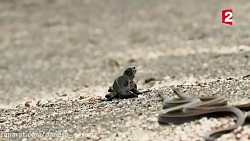 حمله مارها گرسنه به ایگوانا