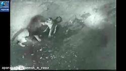 نبرد خونین ببر بنگال و شیر