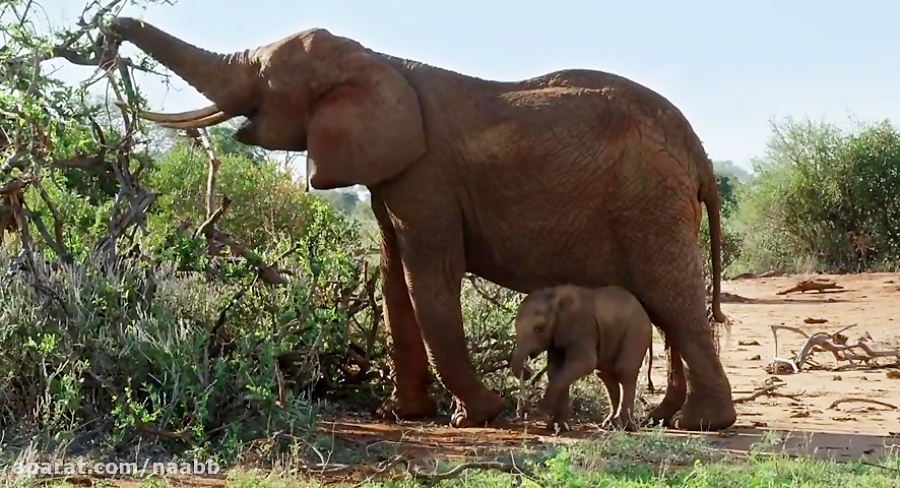 فیلم سینمایی مستند ملکه فیل The Elephant Queen 2019 دوبله فارسی HD زمان5771ثانیه
