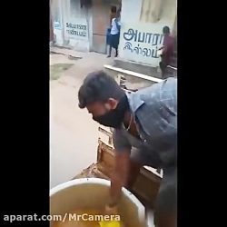 پاشیدن ادرار گاو جهت مقابله با...