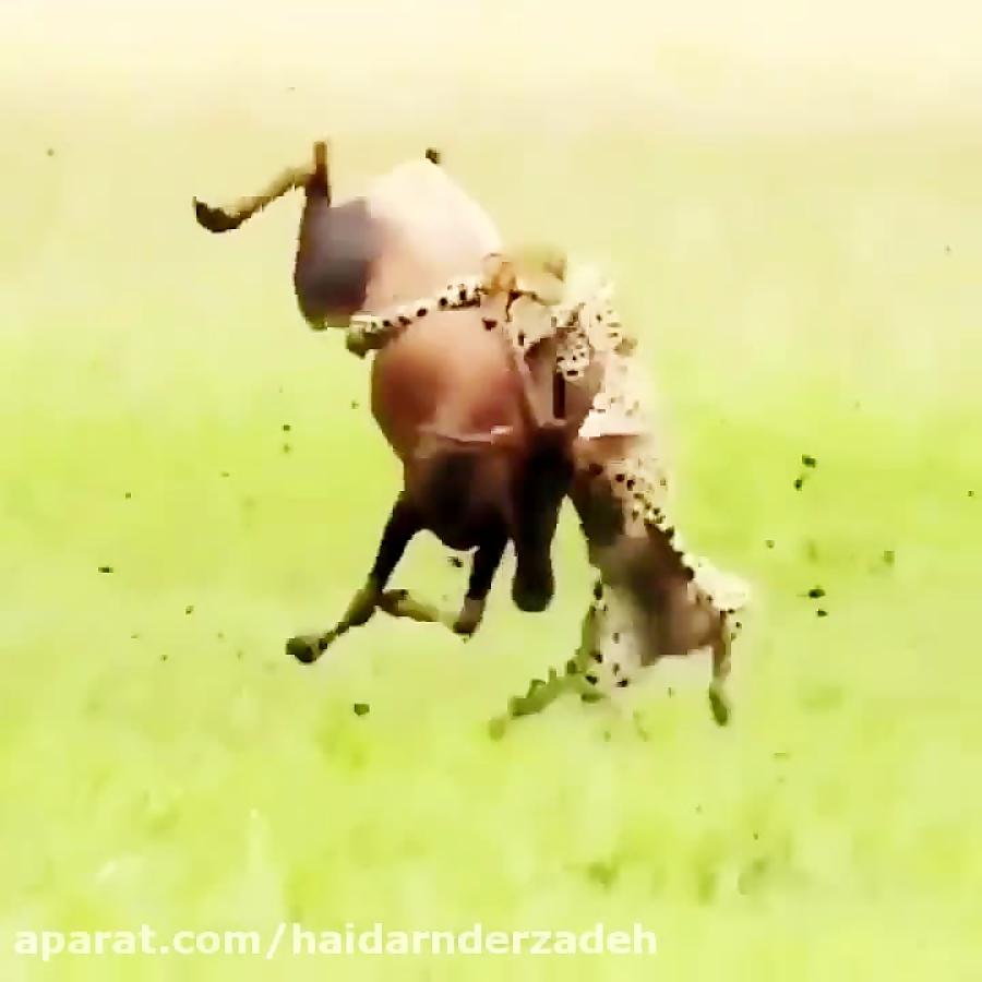 مستند حیات وحش