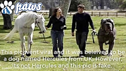 بزرگترین نژاد سگ