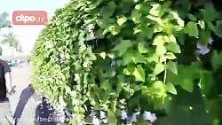 ویراژ با وینگسوت در آسمان مرکز...