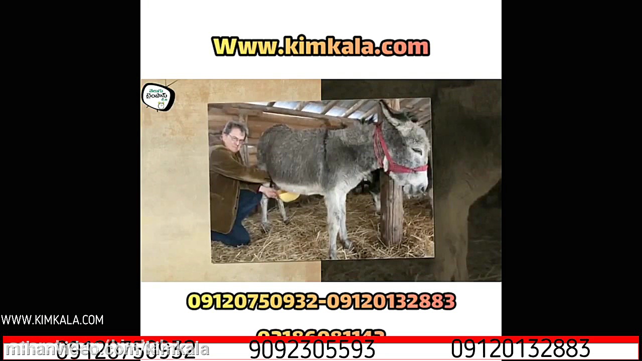 شیر الاغ کیم کالا | 09120750932 | بهترین درمان بیماری های ریوی | درمان بی خوابی پوشش زخم هیدروکلوییدی