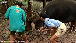 رسم و رسومات  اعدام و کشتن گاو...