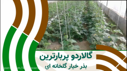 خیارگلخانه ای گالاردو پربار تر از کاترینا