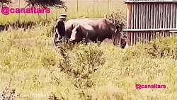 کلیپ حمله حیوانات به انسان