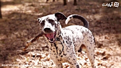 10 تا از بهترین نژاد سگ خال خا...
