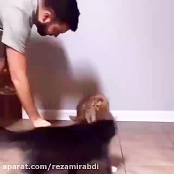 روحش شاد...طنز