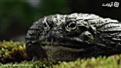 تلاش قورباغه غول پیکر برای نجا...