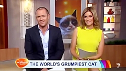 گربه معروف اینترنت در شبکه های...