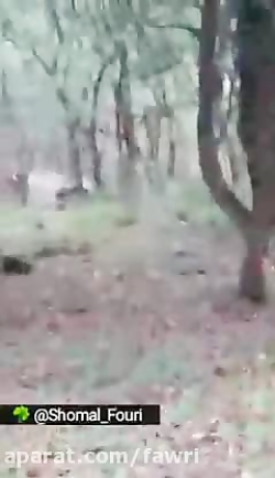 رویارویی فیلمبردار و یک خرس قه...