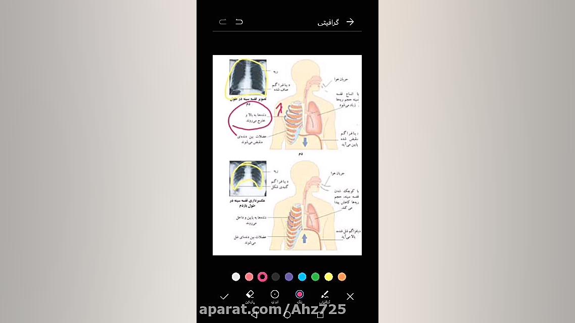 تغییرات حجم قفسه سینه در هنگام دم و بازدم دندانپزشک زیبایی