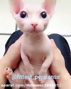 گربه لخت خیلی خنده دار پکیدم ا...