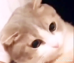 گروه بلکی ها گپشن