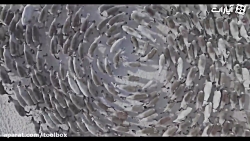 رفتارهای عجیب حیوانات