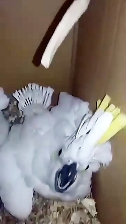 جوجه طوطی کاکادو