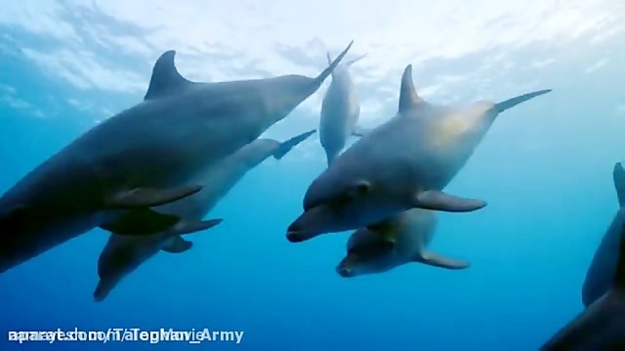 مستند صخره دلفین دوبله فارسی (Dolphin Reef 2020) زمان4601ثانیه