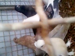 جوجه کبوتر های سال 1393 قسمت د...