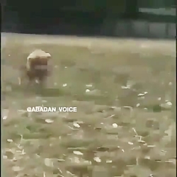 گربه نایاب ابادانی خخخ