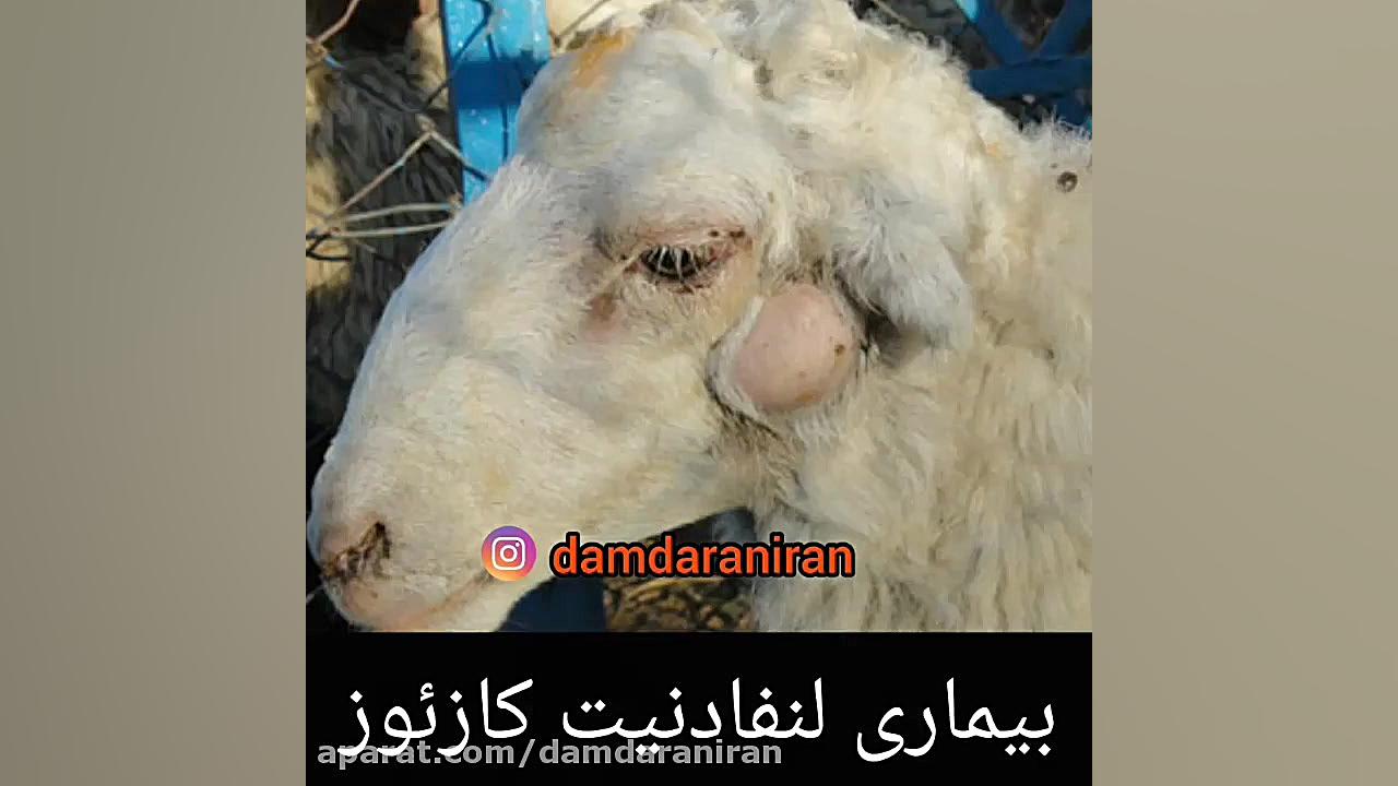 بیماری لنفادنیت کازئوز در گوسفند بیماری سندرم فریمن شلدون