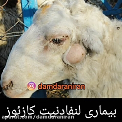 بیماری لنفادنیت کازئوز در گوسفند
