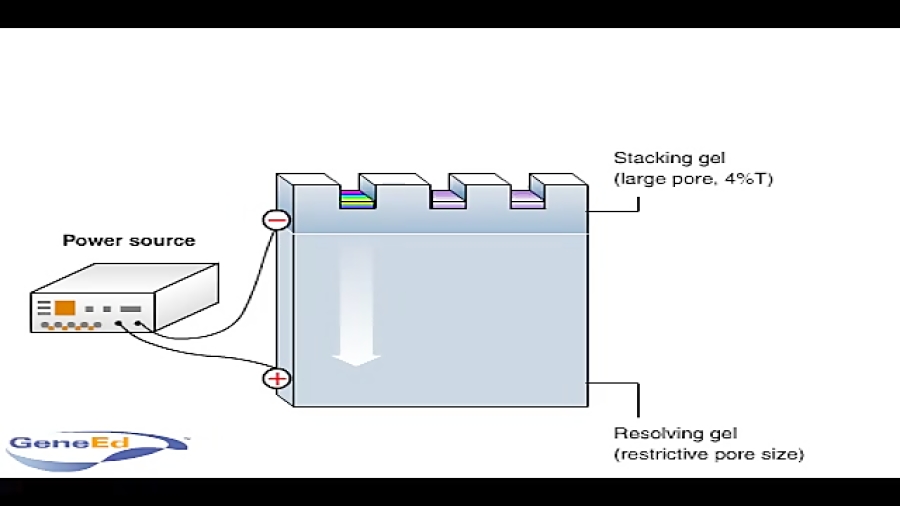 SDSPAGE (polyacrylamide gel electrophoresis)