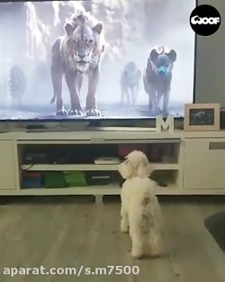 هاپو کومار کی بودی تو؟؟؟؟؟؟؟؟؟...