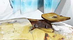 دانلود انیمیشن ماجراجویی در قط...