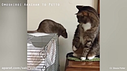 کلیپ کامل از زمانیکه گربه ها ب...