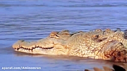 مستند جذاب و دیدنی راز بقا، حم...