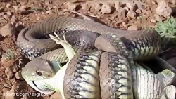 حیات وحش، شکار شدن مارمولک توس...