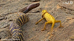 مار زبرا و آفتاب پرست