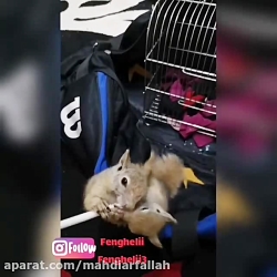show me a picture of kangaroo rat show me a picture of kangaroo rat